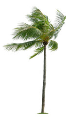 Beautiful coconut palm tree with leaves blowing isolated on white background. Suitable for use in architectural design or Decoration work.