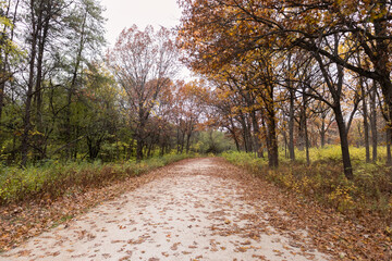 Empty Trail Lined with Colorful Trees during Autumn at the Waterfall Glen Forest Preserve in Lemont Illinois