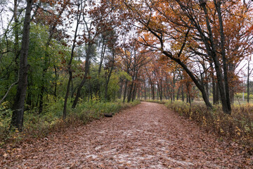 Fototapeta premium Empty Trail Covered with Leaves and Lined with Colorful Trees during Autumn at the Waterfall Glen Forest Preserve in Lemont Illinois