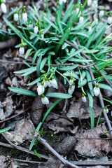 in anticipation of spring on a walk
