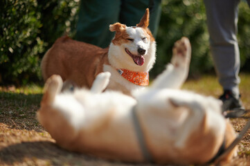 Close-up shot of a corgi dog smiling at another lying dog.