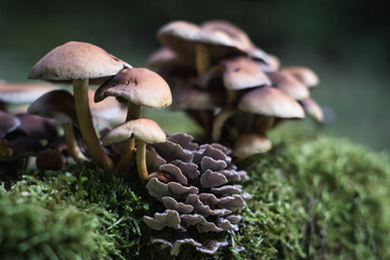 Closeup of forest mushrooms in grass, autumn season. little fresh mushrooms, growing in Autumn...