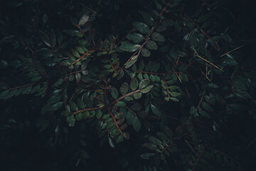 Closeup shot of dark wet leaves on bushes in a forest