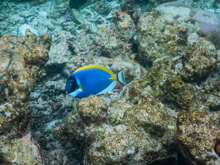 plankton and tropical fishes