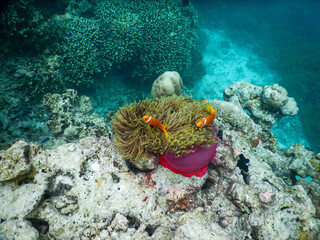 plankton and tropical fishes