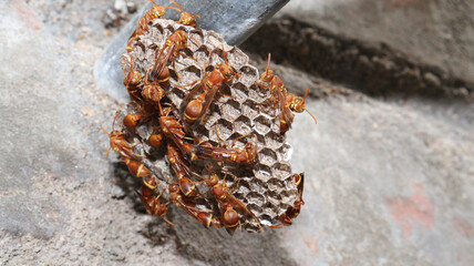 Closeup shot of a red paper wasp swarm outdoors on the ground