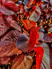 red autumn leaves