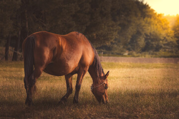 Beautiful brown Greater Poland thoroughbred horse on a sunny meadow, horse in the meadow, horse in...