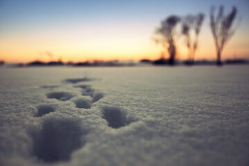 animal footprints in the snow at sunset