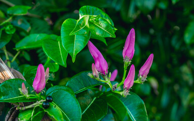 Unblown lilac tropical flowers in the Dominican Republic