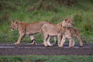 lion cubs in the rain