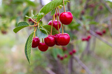 Sour cherry berries hanging on the tree branch