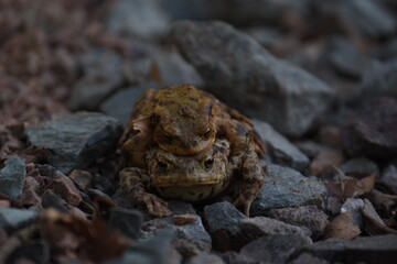 a pair of European common toads mating in the grass