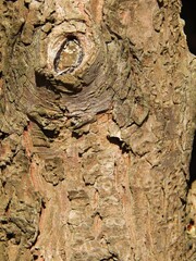 écorce sur un tronc d'arbre avec nœud 