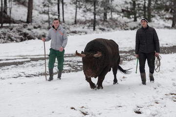 Fighter Bull whispers, A man who training a bull on a snowy winter day in a forest meadow and...