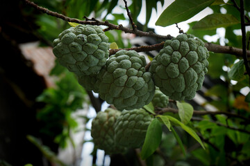 Fototapeta premium SELECTIVE FOCUS Bright custard apple (sugar or candied apple) on the tree, in the garden in front of the house