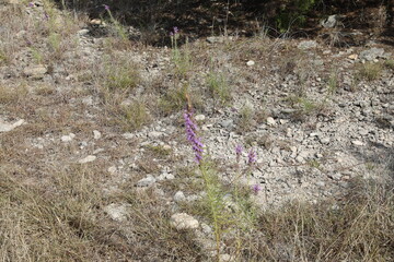 flowers in the field