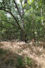 trees in the forest