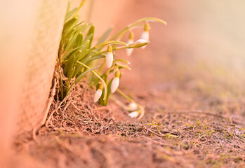 close up of a flower