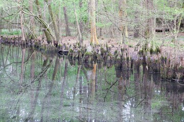 Reflections of Water