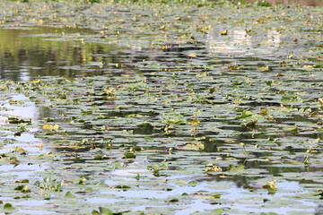 white water lilies