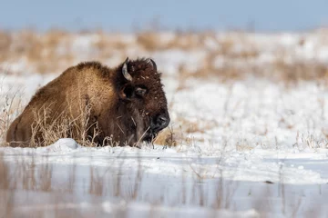 Rolgordijnen Foto van een bizon in de sneeuw © Mark143/Wirestock Creators