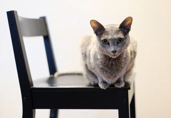 Adorable Russian blue cat sitting on a chair