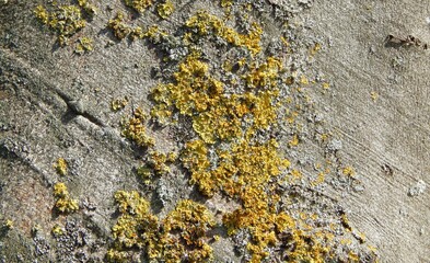 Lichen jaune-vert parasitant le tronc d'un arbre