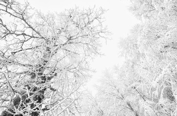 Snowy trees in winter forest