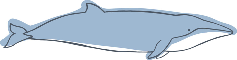 Whale Sketch Hand Drawn Illustration © Good Studio