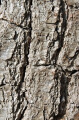 close up of a brown-gray tree bark of an oak tree