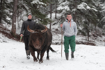 Fighter Bull whispers, A man who training a bull on a snowy winter day in a forest meadow and...
