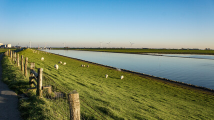Beautiful field with sheep pasturing in Schleswig-Holstein, Germany