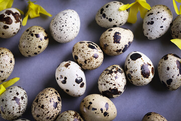 Obraz premium Easter composition. Easter background. Easter quail eggs. Quail eggs on gray background