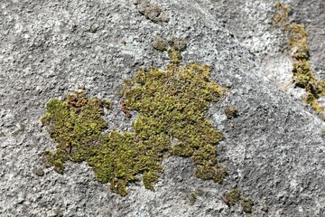 Moss