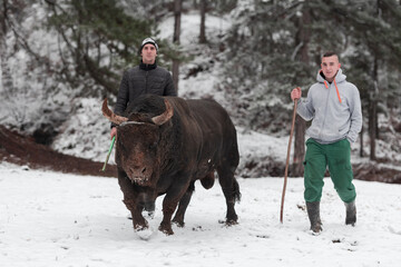 Fighter Bull whispers, A man who training a bull on a snowy winter day in a forest meadow and...