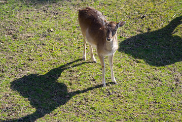 Fallow deers looking photographer at trench of castle Munot at City of Schaffhausen. Photo taken March 5th, 2022, Schaffhausen, Switzerland.