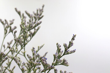 sea lavender dry flower on white background, purple flower