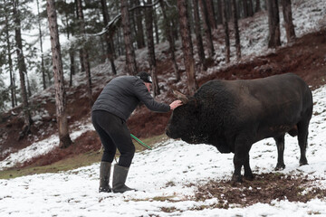 Fighter Bull whispers, A man who training a bull on a snowy winter day in a forest meadow and...