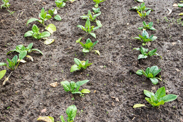 Spinach plants at the plantation.