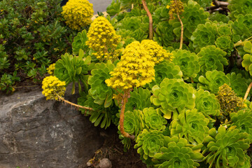 Fototapeta na wymiar Aeonium arboreum or tree aeonium bright yellow flowers in the spring