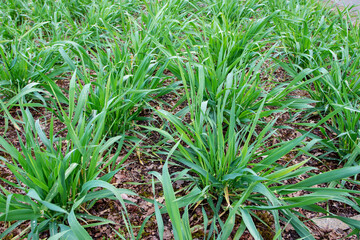 Obraz premium Common barley plants in the tillering stage.