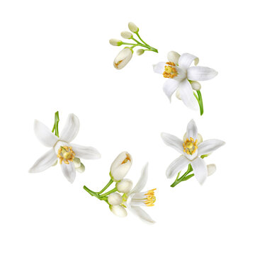 Spiral flying heap of neroli white flowers and buds isolated on white