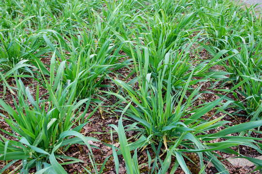 Common Barley Plants In The Tillering Stage.