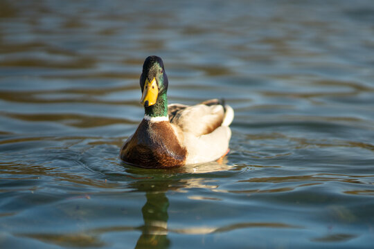 Closeup shot of the Mallard duck swimming in the lake of Decksteiner Weiher in Cologne, Germany