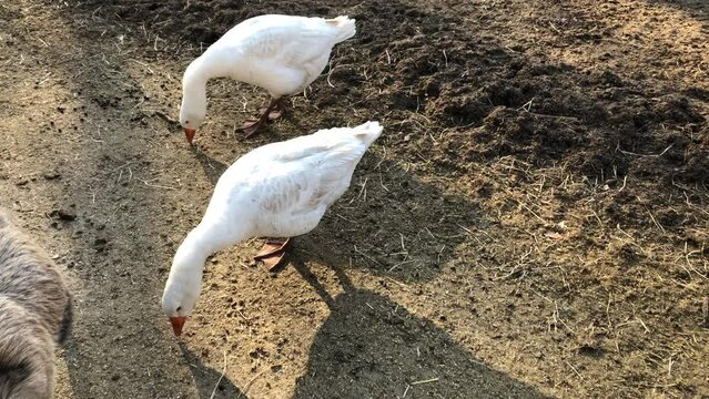Wei&szlig;e G&auml;nse auf dem Bauernhof.