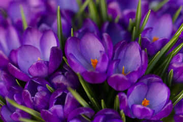 Purple crocuses in the spring.