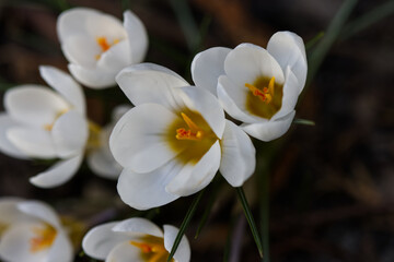 White crocus flowers in the spring.
