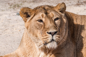 Asiatic Lioness (Panthera leo persica)
