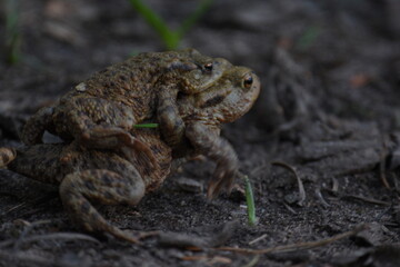 a pair of European common toads mating in the grass